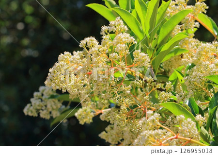 白い珊瑚樹（サンゴジュ）の花 126955018