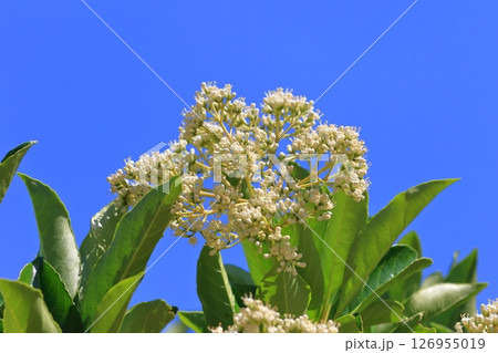 白い珊瑚樹（サンゴジュ）の花 126955019