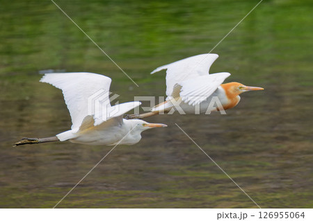 川辺を飛ぶアマサギ幼鳥と成鳥 126955064