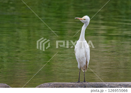 川辺に立つアマサギの幼鳥 126955066