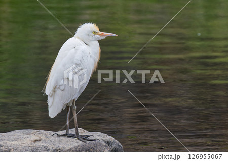 川辺に立つアマサギの若鳥（第一回夏羽） 126955067