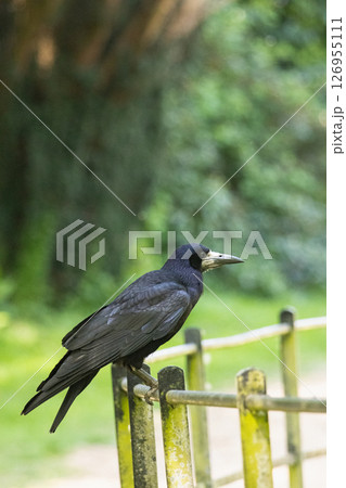Rook perched on fence with blurred background . High quality photo 126955111