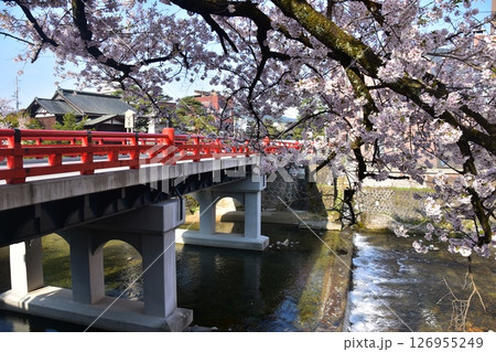 日本の岐阜県　春の高山市　満開の桜と観光名所の中橋と宮川　周辺の街並みと美しい青空 126955249