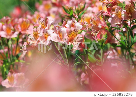 満開の百合水仙(ユリズイセン) アルストロメリア 満開の百合水仙(ユリズイセン) アルストロメリア 126955279