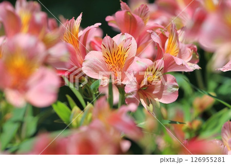 満開の百合水仙（ユリズイセン）　アルストロメリア 126955281