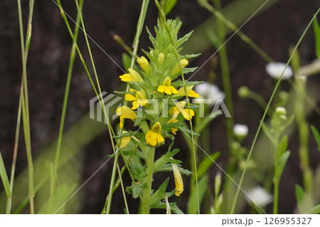 ゴマクサモドキの黄色い花・2025年5月  ゴマクサモドキの黄色い花・2025年5月  126955327