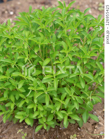 ハーブ　ステビア 126955425