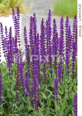 サルビアネモローサ・2025年5月　 126955428