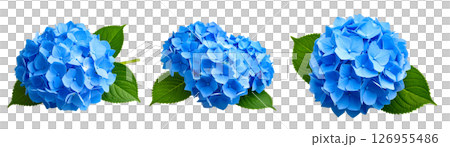 藍色繡球花 藍色繡球花 126955486