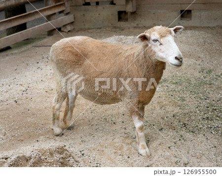 シバヤギ 126955500