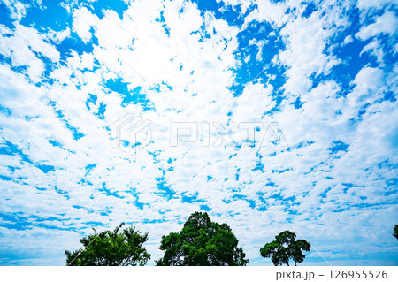 青空と雲と木立 126955526