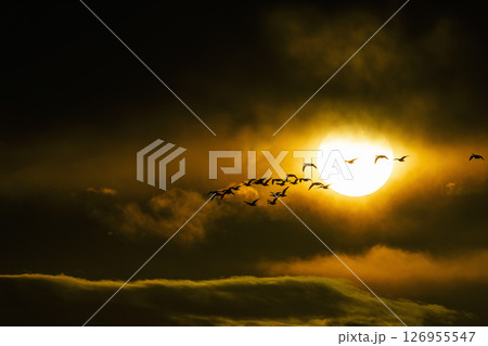 日の出と雁の飛翔 日の出と雁の飛翔 126955547