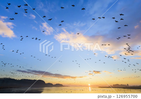 伊豆沼の日の出と雁の飛び立ち 126955700