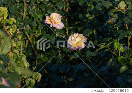 黄色いバラ 126956016