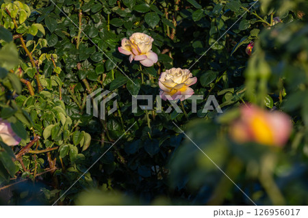 黄色いバラ 黄色いバラ 126956017