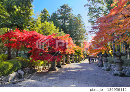 能仁寺の参道と紅葉 埼玉県 能仁寺の参道と紅葉 埼玉県 126956112