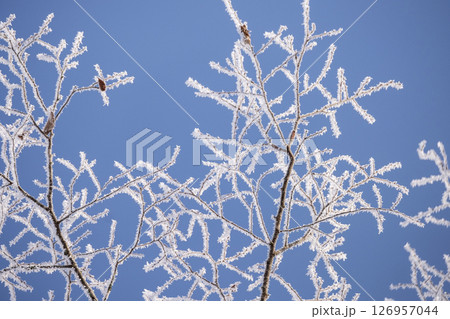 里山に降りた霜（蒜山高原） 126957044