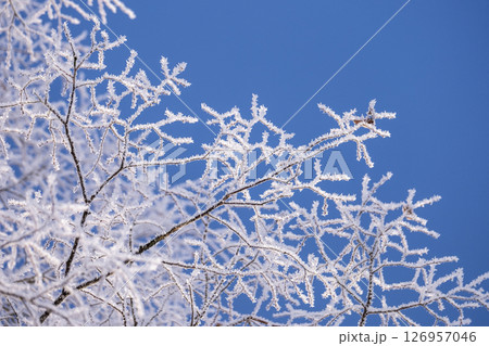 里山に降りた霜（蒜山高原） 126957046