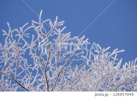 里山に降りた霜（蒜山高原） 126957049