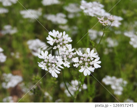 セリ科の一年草「コリアンダー」 126957245