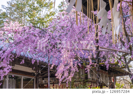 水火天満宮　紅しだれ桜（京都市上京区） 126957284