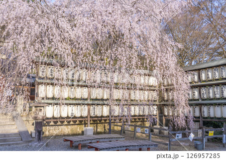 大石神社のしだれ桜（京都市山科区） 126957285