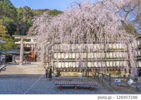 大石神社のしだれ桜（京都市山科区） 126957286
