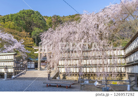 大石神社のしだれ桜(京都市山科区) 大石神社のしだれ桜(京都市山科区) 126957292