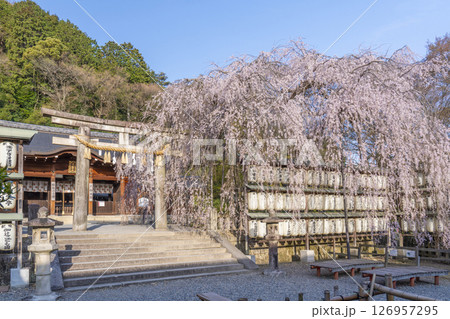 大石神社のしだれ桜（京都市山科区） 126957295