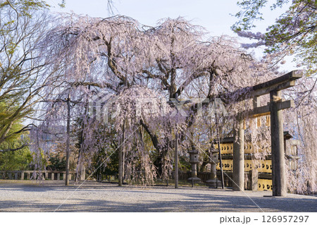 大石神社のしだれ桜(京都市山科区) 大石神社のしだれ桜(京都市山科区) 126957297