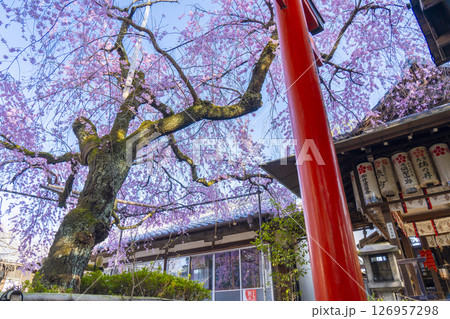 水火天満宮　紅しだれ桜（京都市上京区） 126957298