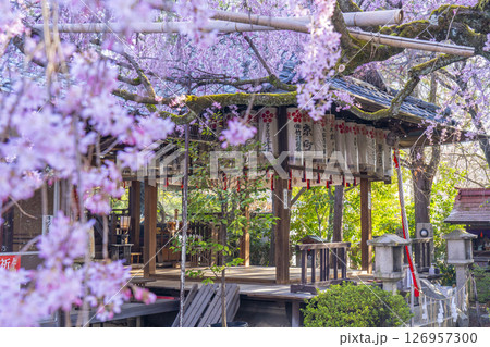 水火天満宮 紅しだれ桜(京都市上京区) 水火天満宮 紅しだれ桜(京都市上京区) 126957300
