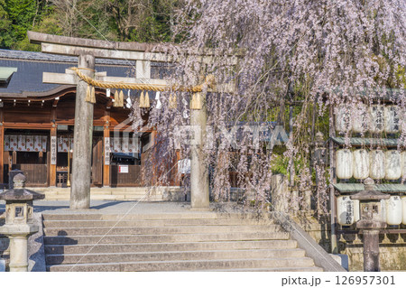 大石神社　拝殿としだれ桜（京都市山科区） 126957301