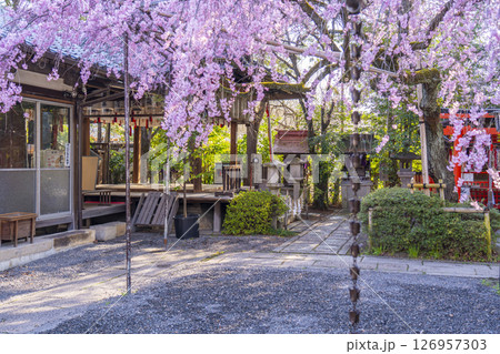 水火天満宮 紅しだれ桜(京都市上京区) 水火天満宮 紅しだれ桜(京都市上京区) 126957303