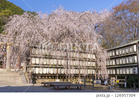 大石神社のしだれ桜（京都市山科区） 126957304