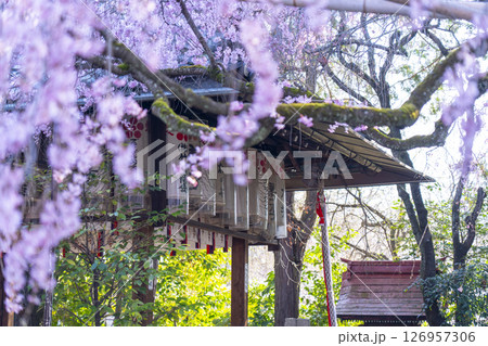水火天満宮　紅しだれ桜（京都市上京区） 126957306