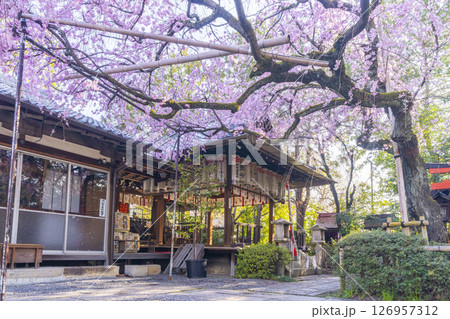 水火天満宮 紅しだれ桜(京都市上京区)タイトル変更 水火天満宮 紅しだれ桜(京都市上京区)タイトル変更 126957312