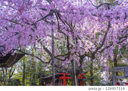 水火天満宮　紅しだれ桜（京都市上京区） 126957314