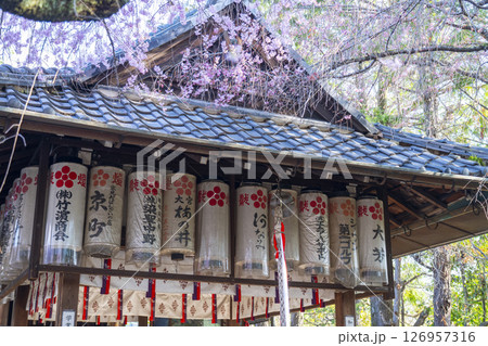 水火天満宮 紅しだれ桜(京都市上京区) 水火天満宮 紅しだれ桜(京都市上京区) 126957316