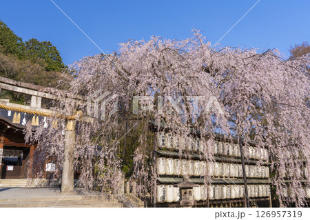 大石神社のしだれ桜（京都市山科区） 126957319