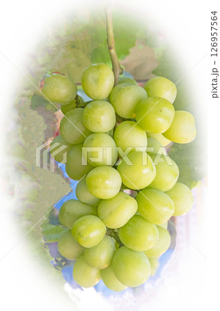 シャインマスカット シャインマスカット 126957564