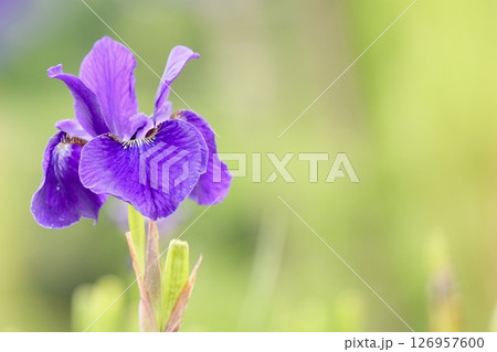 ふんわり咲く美しい紫色の花　あやめ　緑背景　 126957600