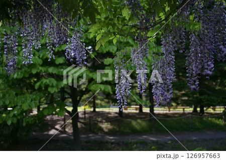 6月の藤の花 126957663