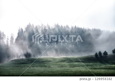 Foggy forest with trees and a grassy field 126958182
