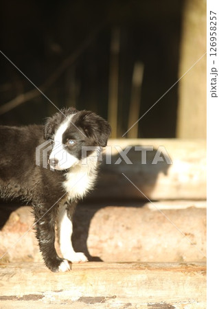 Small black and white dog is standing on a wooden log 126958257
