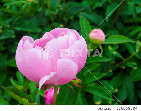 ピンクの芍薬の花 咲き始めのやさしい色合いと自然な背景 ピンクの芍薬の花 咲き始めのやさしい色合いと自然な背景 126958384