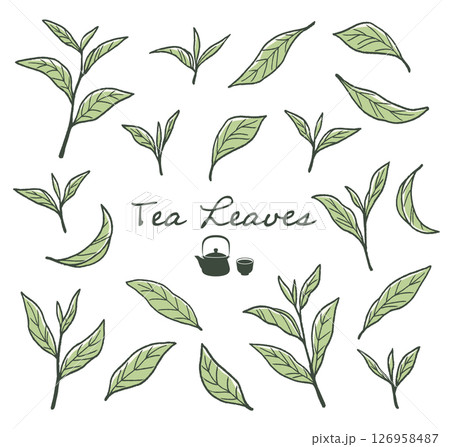 抹茶、緑茶など、日本茶の茶葉のイラスト	 126958487