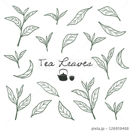 抹茶、緑茶など、日本茶の茶葉の線画イラスト 126958488
