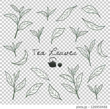 Line drawing illustration of Japanese tea leaves, such as matcha and green tea 126958488