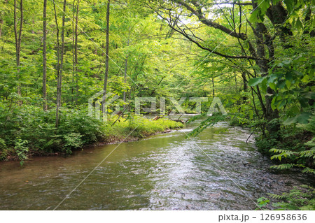 新緑の森を流れる川　自然に囲まれた静かな風景 126958636